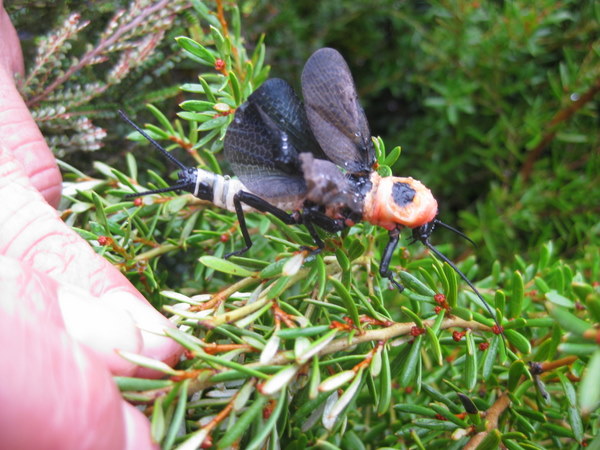 Thaumatoperla alpina adults at Mt McKay creek 17 feb 2010 (6)