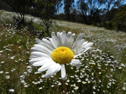 oxeye