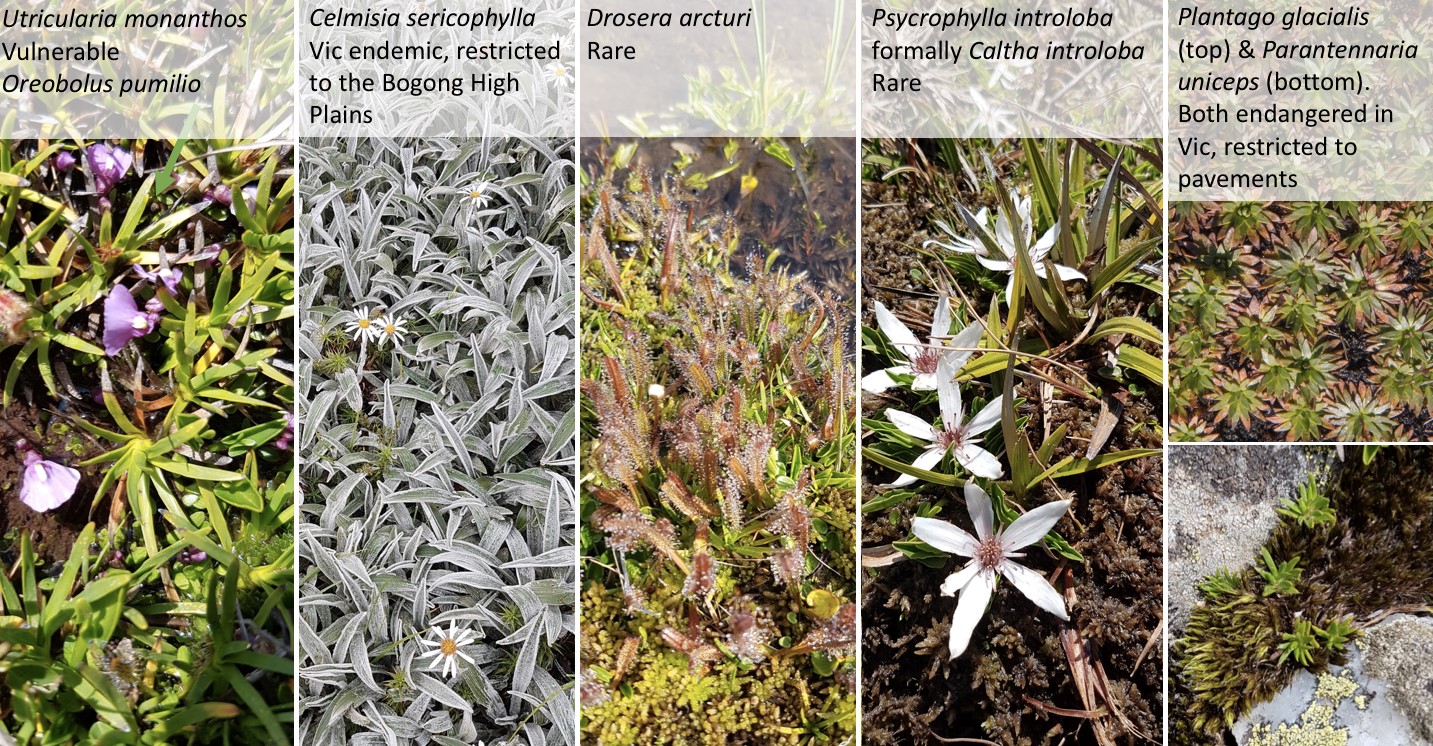 species in caltha herblands