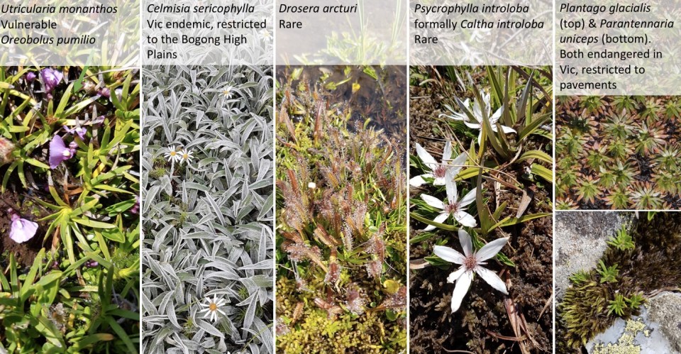 species in caltha herblands