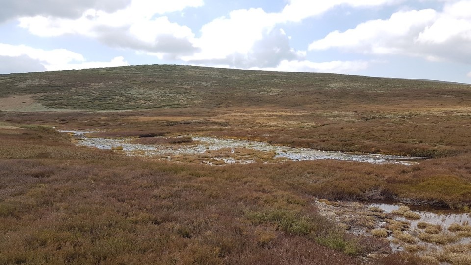 white rocks creek caltha herbland